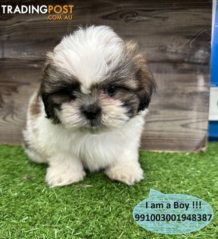 Shih-Tzu Puppies For Sale in Sydney! Pups for Sale in Kings Park NSW ! Near Kellyville Castle Hill