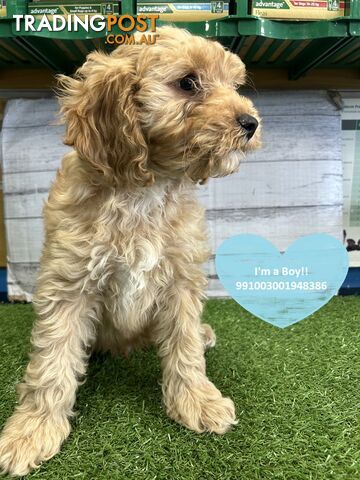 F1 Cavoodle Puppies For Sale in Sydney! Pups for Sale in Kings Park NSW ! Near Kellyville Blacktown