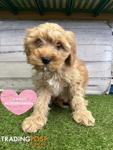 F1 Cavoodle Puppies For Sale in Sydney! Pups for Sale in Kings Park NSW ! Near Kellyville Blacktown