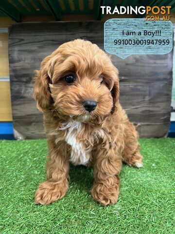 Toy Size Cavoodle Puppies For Sale in Sydney! Pups for Sale in Kings Park NSW ! Near Kellyville Blacktown