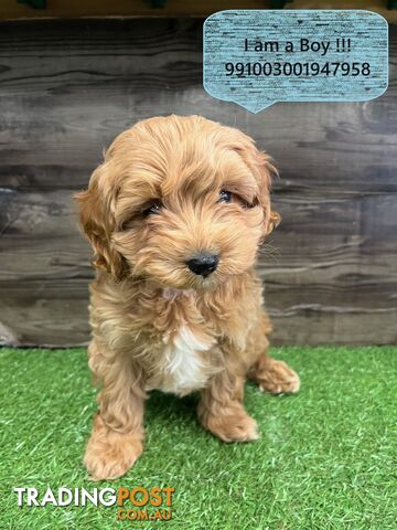 Toy Size Cavoodle Puppies For Sale in Sydney! Pups for Sale in Kings Park NSW ! Near Kellyville Blacktown