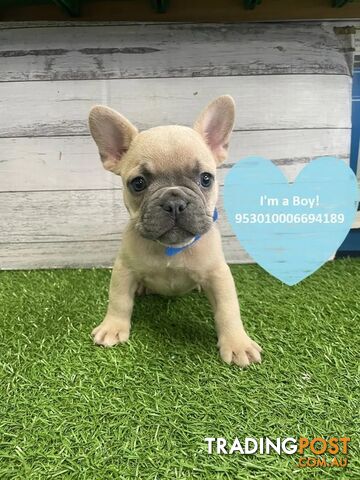 Trading post french sales bulldog