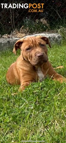 XL Bullie Puppie for sale