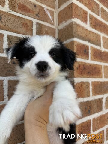 border collie looking for new home