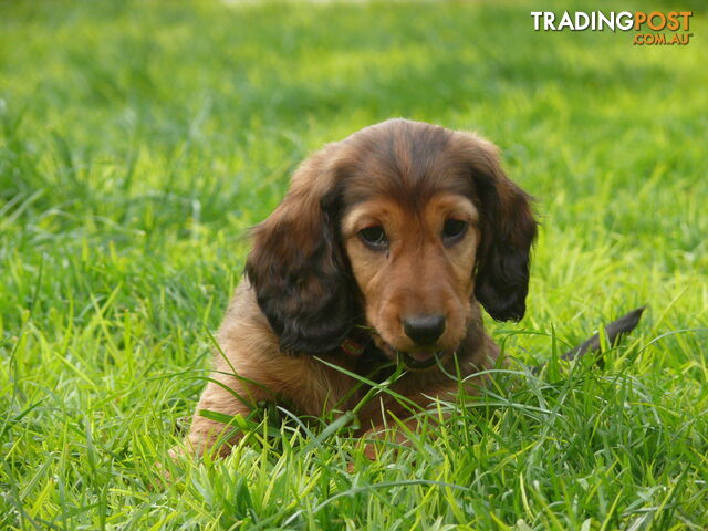 Longhaired Standard Dachshund Puppies Male and female .Well Socialsied and...
