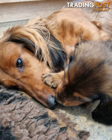 Dachshund Standard Long Haired Puppies