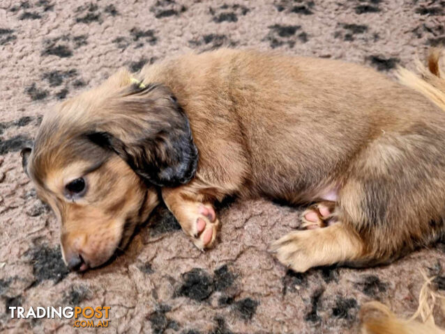 Dachshund Standard Long Haired Puppies