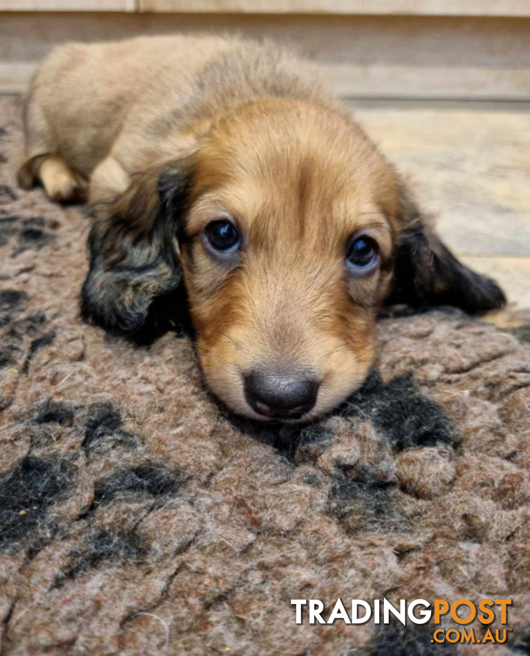 Dachshund Standard Long Haired Puppies