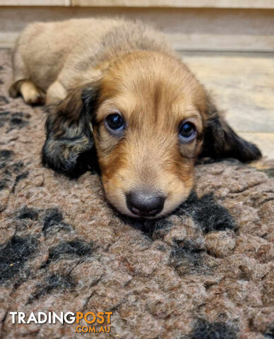 Dachshund Standard Long Haired Puppies