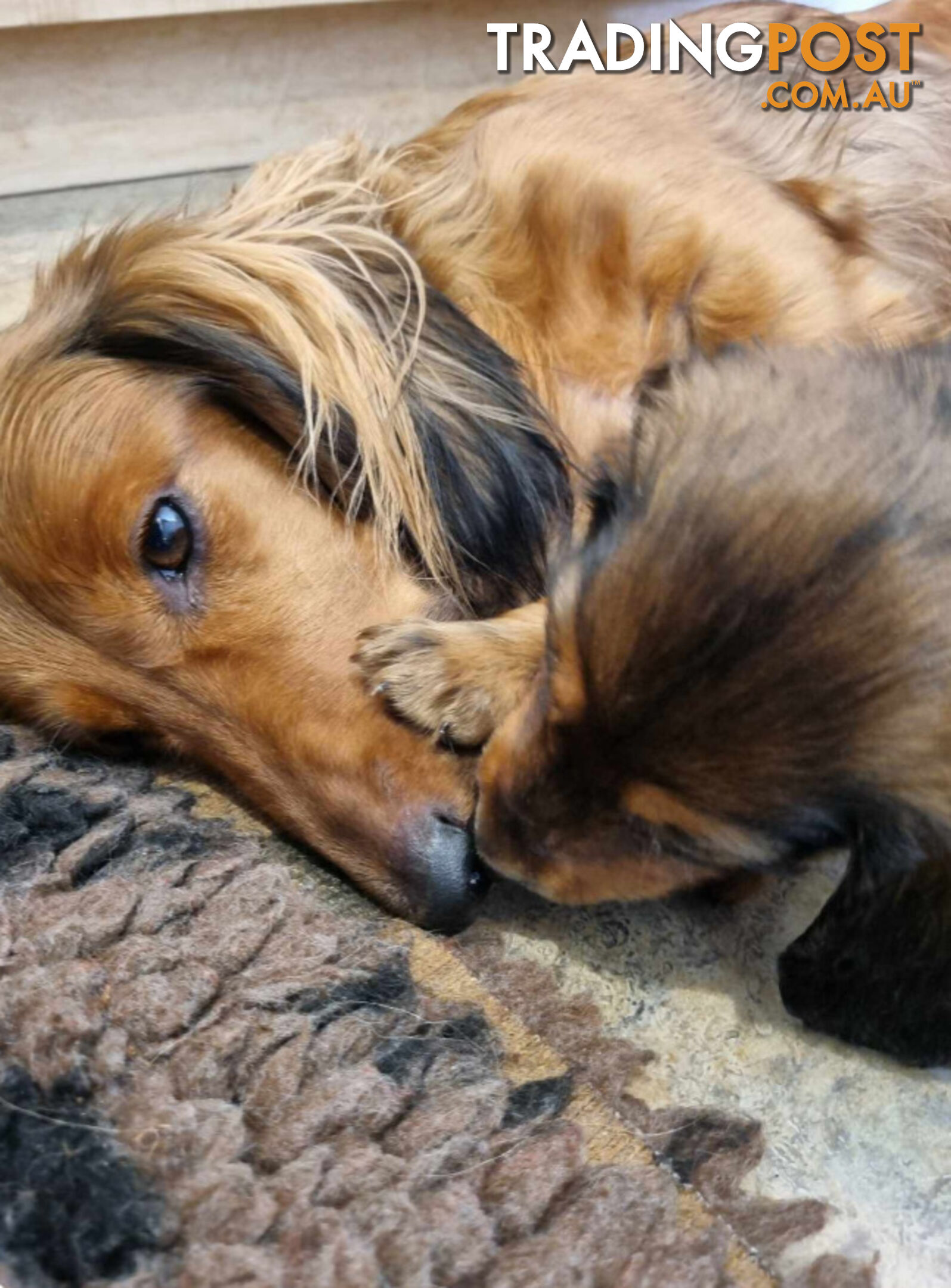 Dachshund Standard Long Haired Puppies