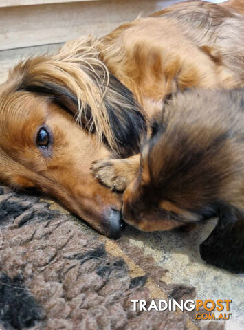 Dachshund Standard Long Haired Puppies