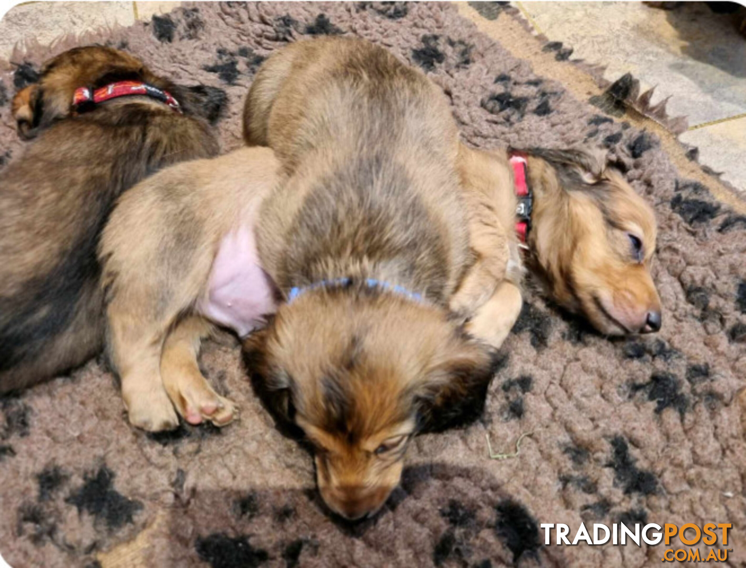 Dachshund Standard Long Haired Puppies