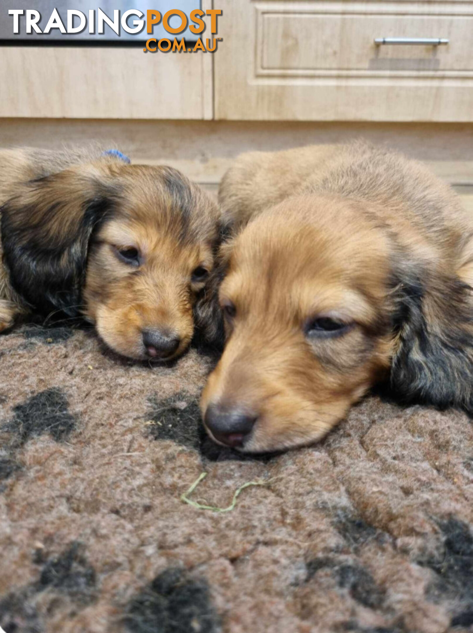 Dachshund Standard Long Haired Puppies