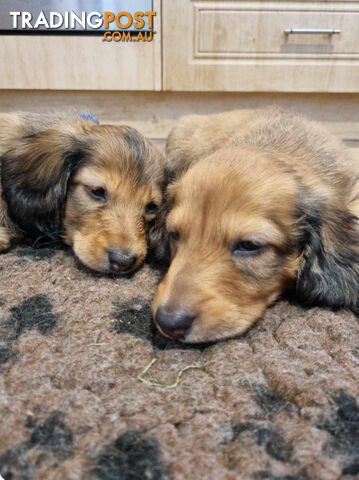 Dachshund Standard Long Haired Puppies