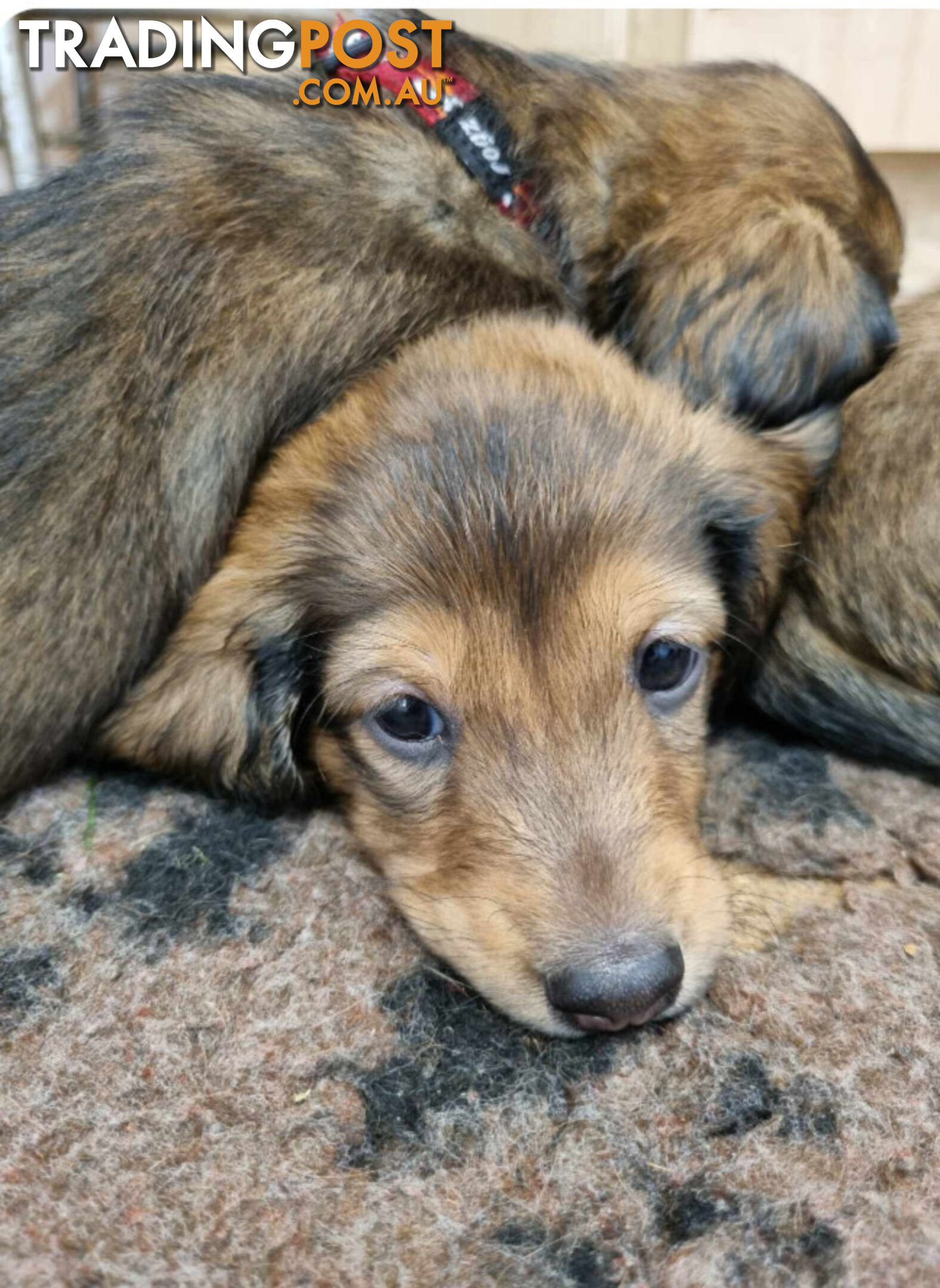 Dachshund Standard Long Haired Puppies