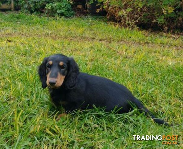 Dachshund Longhaired Standard Dachshund Puppy