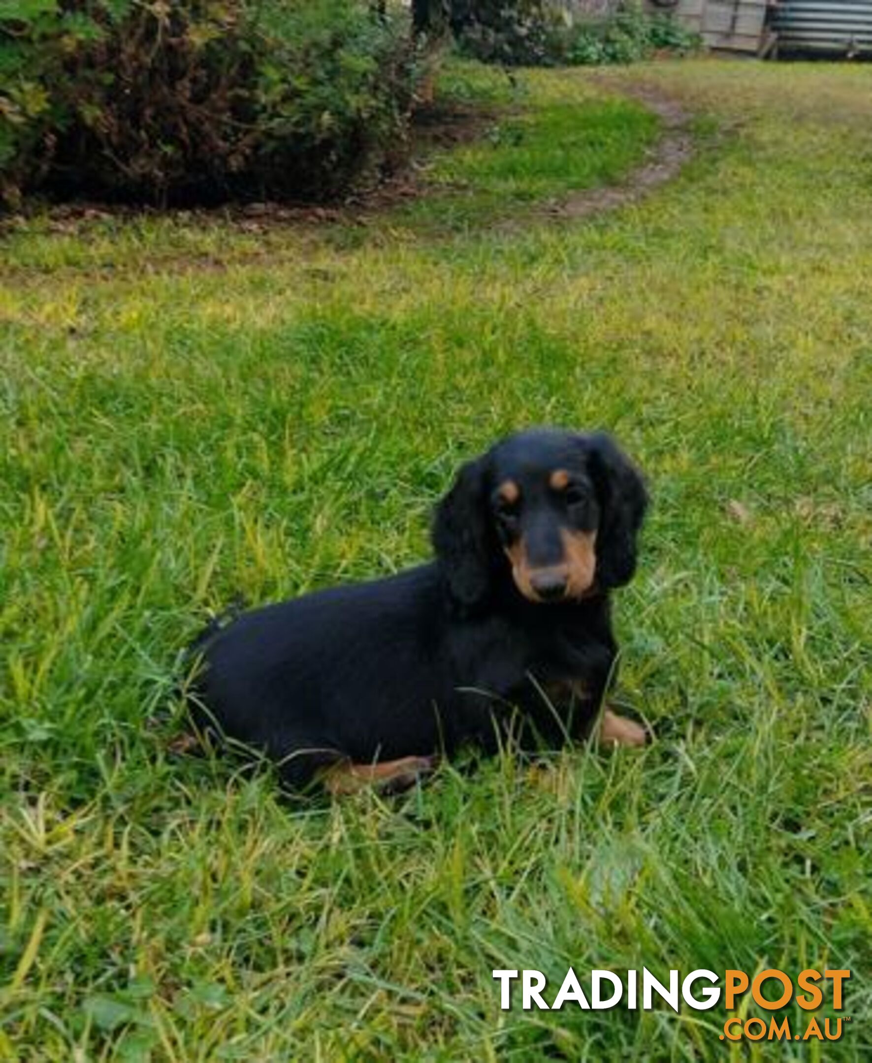 Dachshund Longhaired Standard Dachshund Puppy