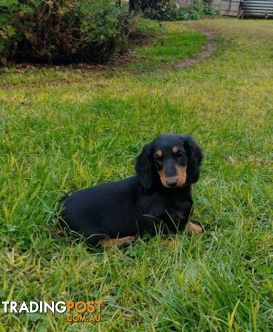 Dachshund Longhaired Standard Dachshund Puppy