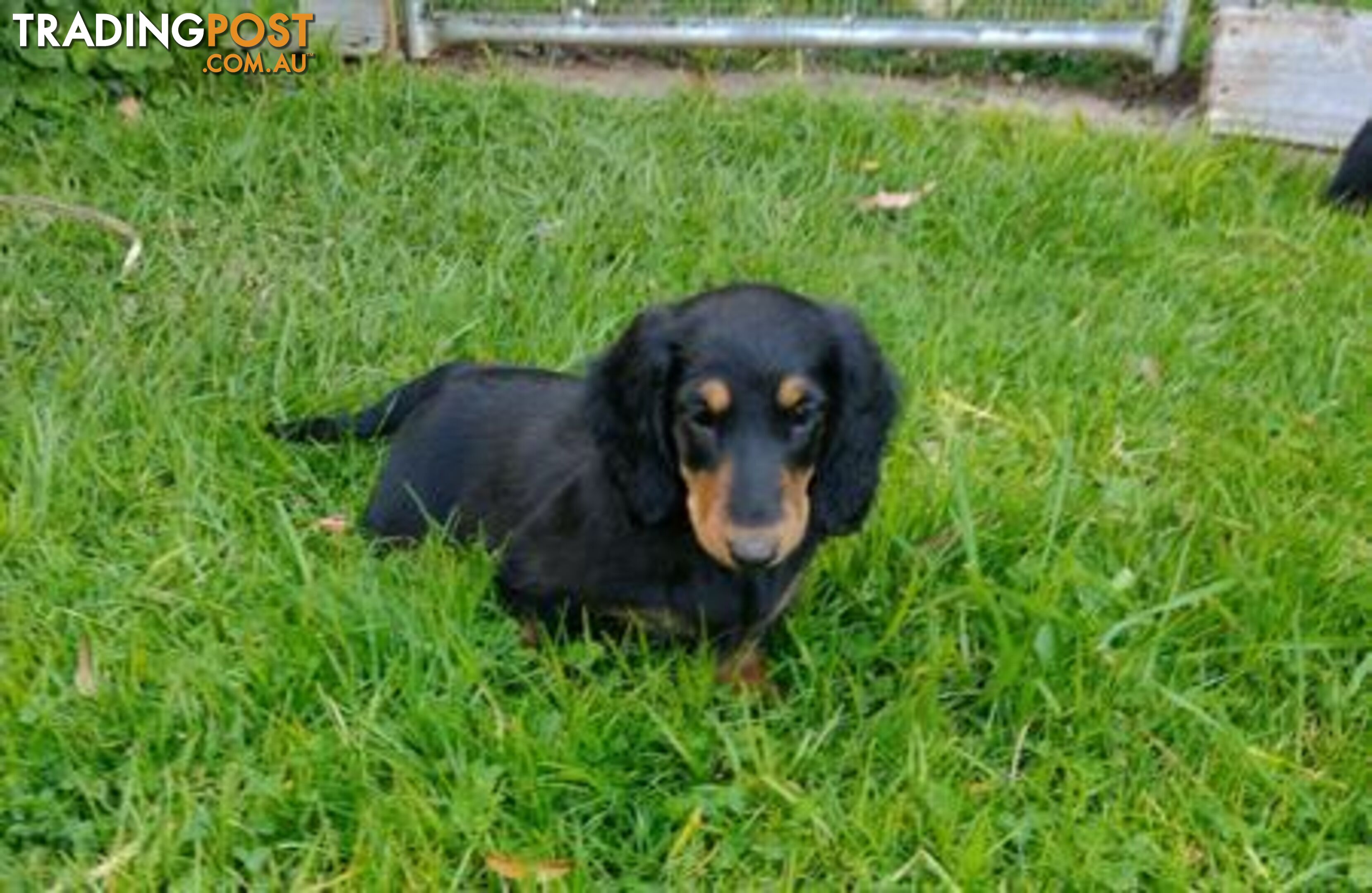 Dachshund Longhaired Standard Dachshund Puppy