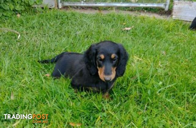 Dachshund Longhaired Standard Dachshund Puppy