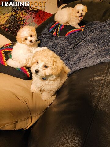 2 puppies left Shi Tzu/Toy Poodle