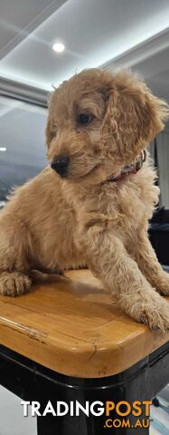 Puppies mini groodle/goldendoodle
