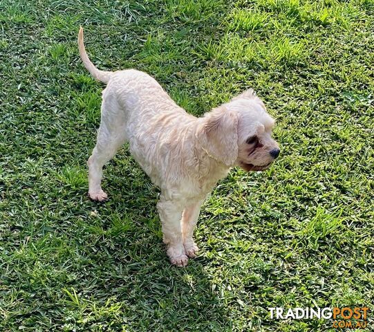 Happy, Healthy, Toy Cavoodle and Poodle Dogs