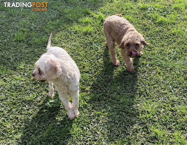 Happy, Healthy, Toy Cavoodle and Poodle Dogs