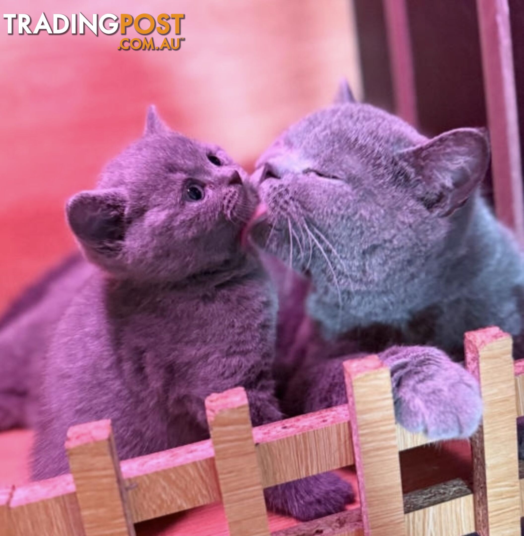 British shorthair Kittens available DELIVERED personally