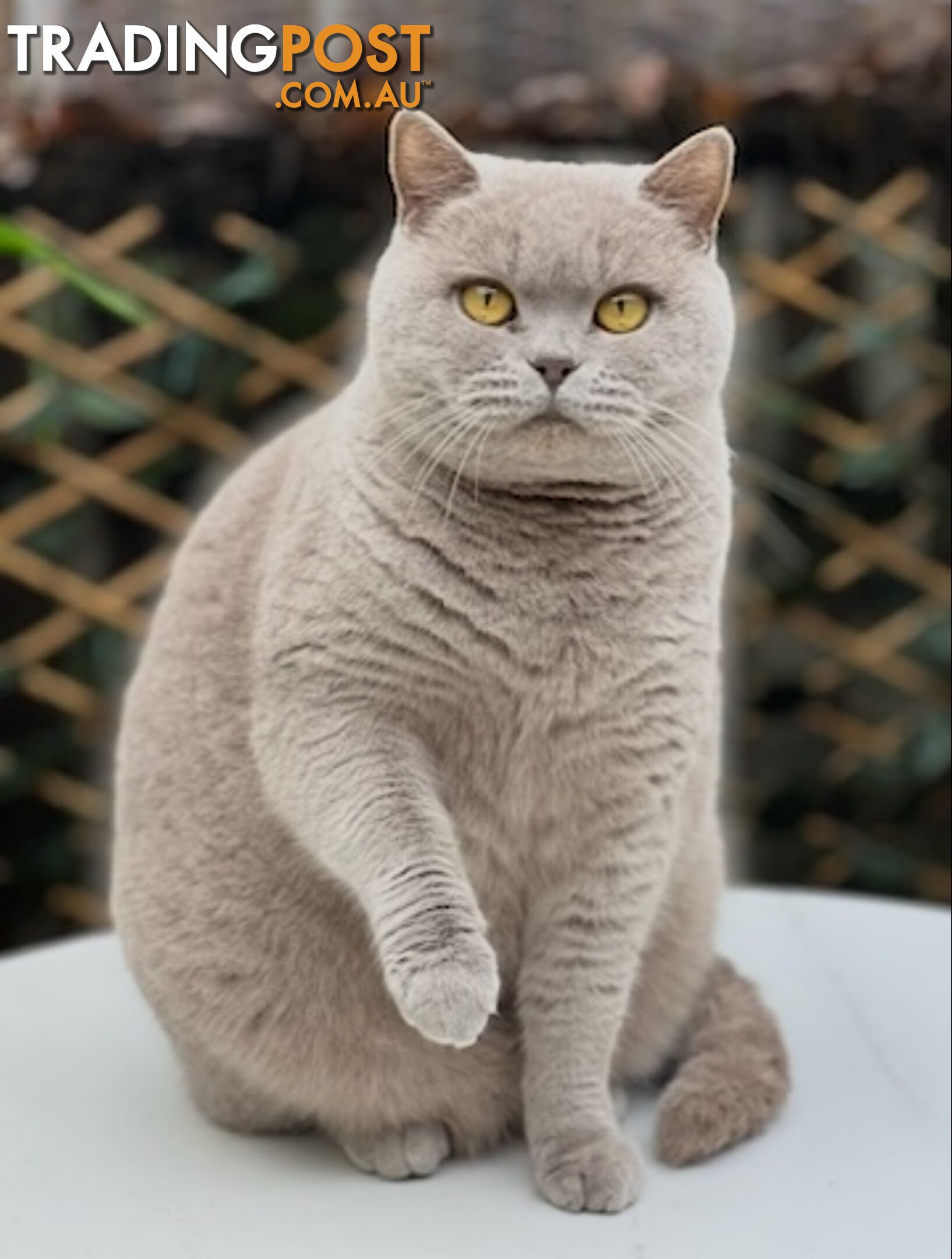 British shorthair Kittens available DELIVERED personally