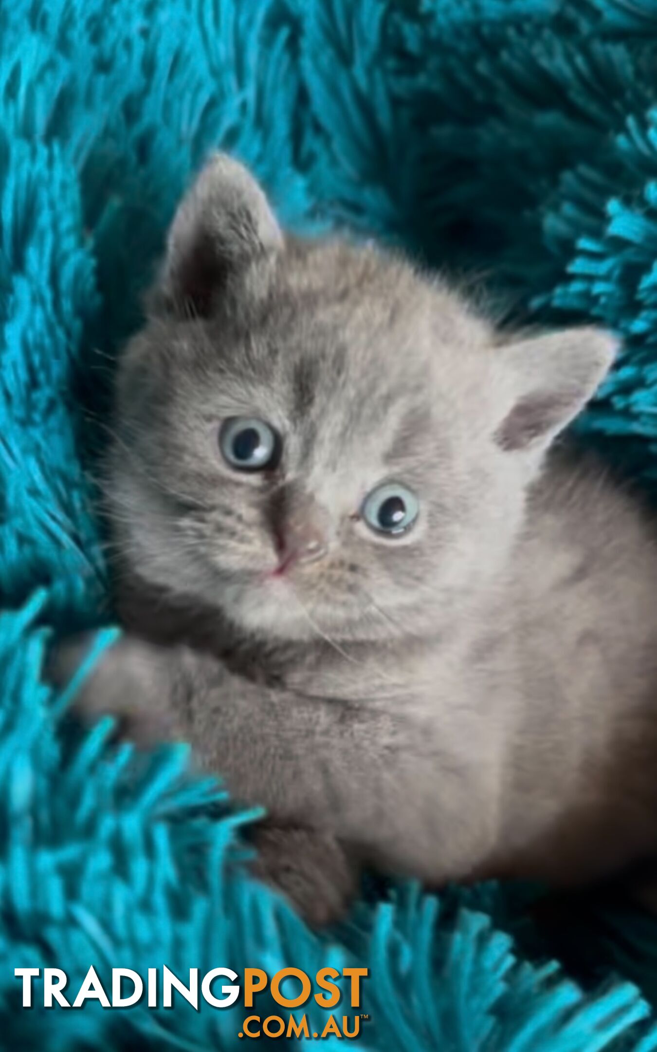 British shorthair Kittens available DELIVERED personally