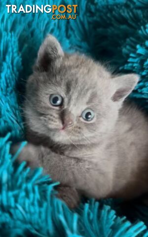 British shorthair Kittens available DELIVERED personally