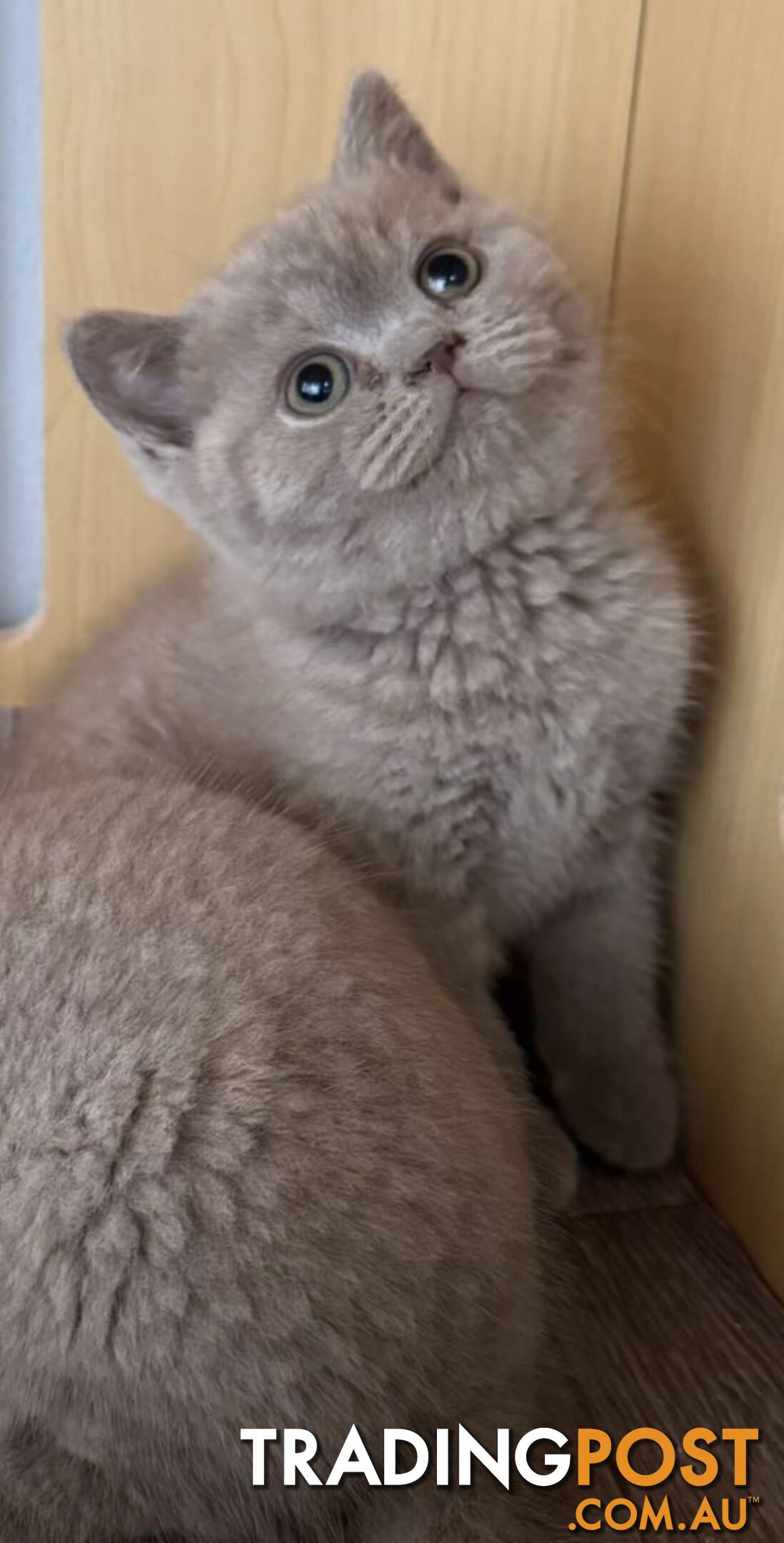 British shorthair Kittens available DELIVERED personally