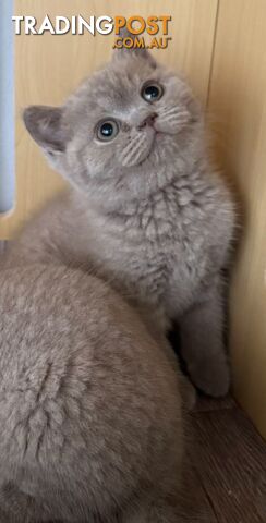 British shorthair Kittens available DELIVERED personally