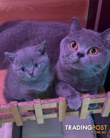 British shorthair Kittens available DELIVERED personally