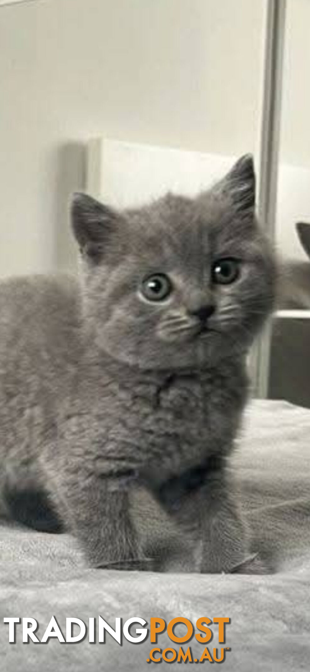 British shorthair Kittens available DELIVERED personally