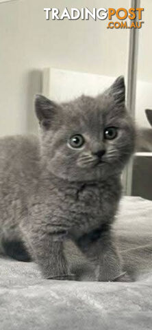 British shorthair Kittens available DELIVERED personally