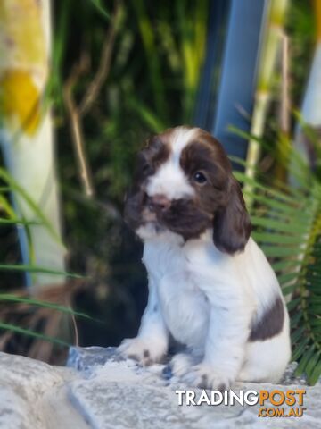 PURE BRED CHOCOLATE AND WHITE COCKER SPANIEL MALE