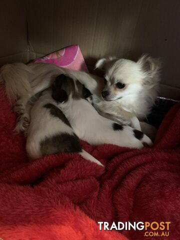 Pure-bred Chihuahua puppies