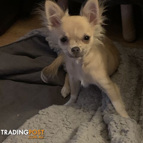 Pure-bred Chihuahua female puppy