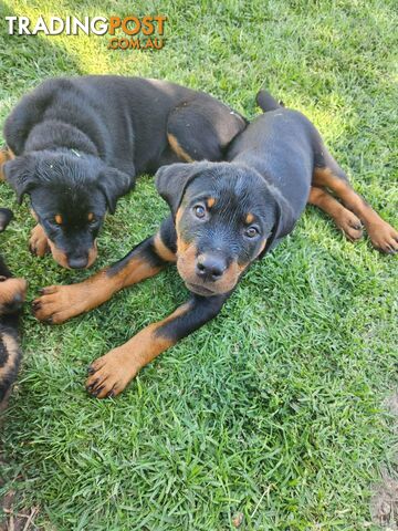 rottweiler puppies trading post