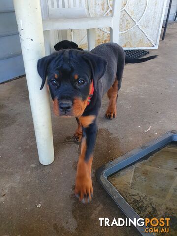 rottweiler puppies trading post