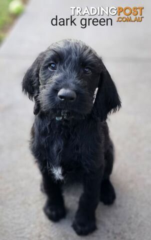 German Shorthaired Pointer Poodle - SOLD Pending Pickup!