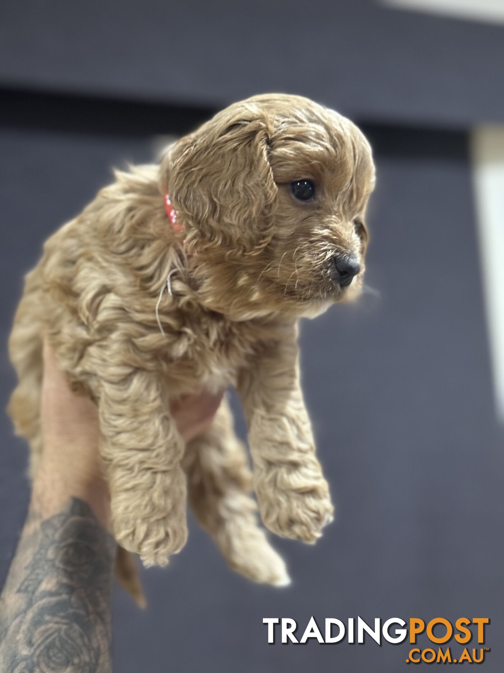 Cavoodle 🚨🚨🚨🚨