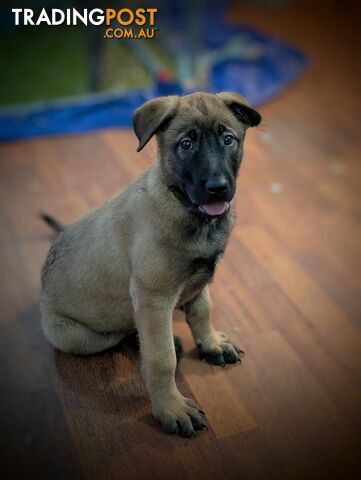 KNVP BELGAIN MALINOIS X DUTCH SHEPPARD