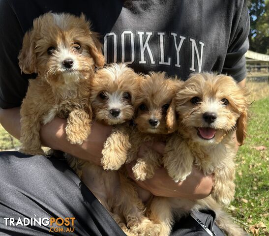 GORGEOUS TOY CAVOODLE PUPPIES FOR SALE