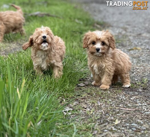 GORGEOUS TEACUP CAVOODLE PUPPIES FOR SALE