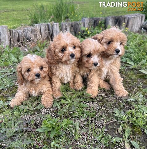 GORGEOUS TEACUP CAVOODLE PUPPIES FOR SALE