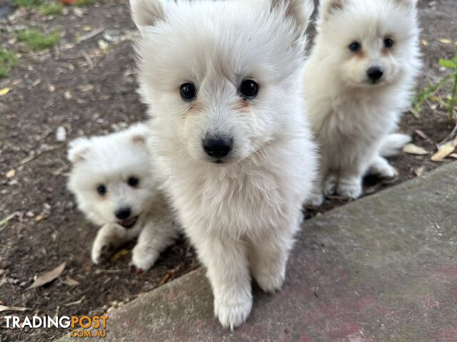 ADORABLE PUREBRED JAPANESE SPITZ FOR SALE