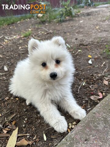 ADORABLE PUREBRED JAPANESE SPITZ FOR SALE